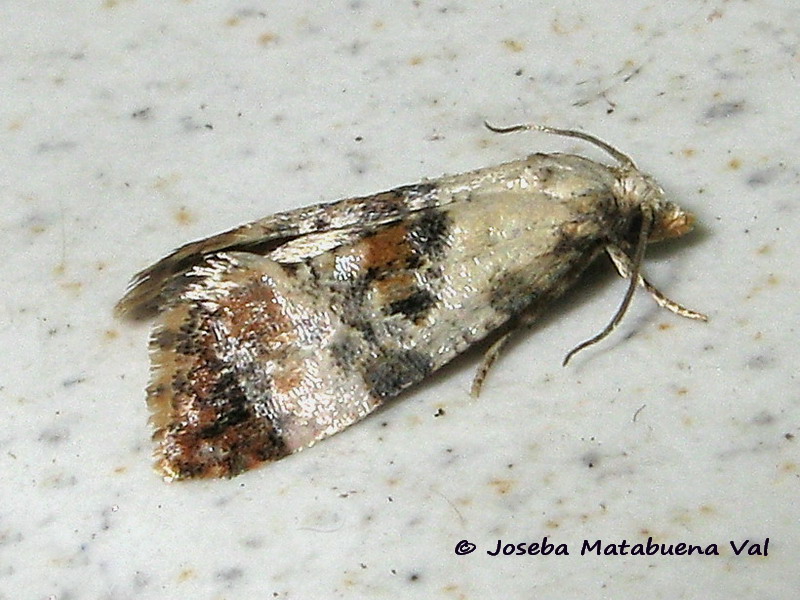 Cochylis hybridella - Tortricidae